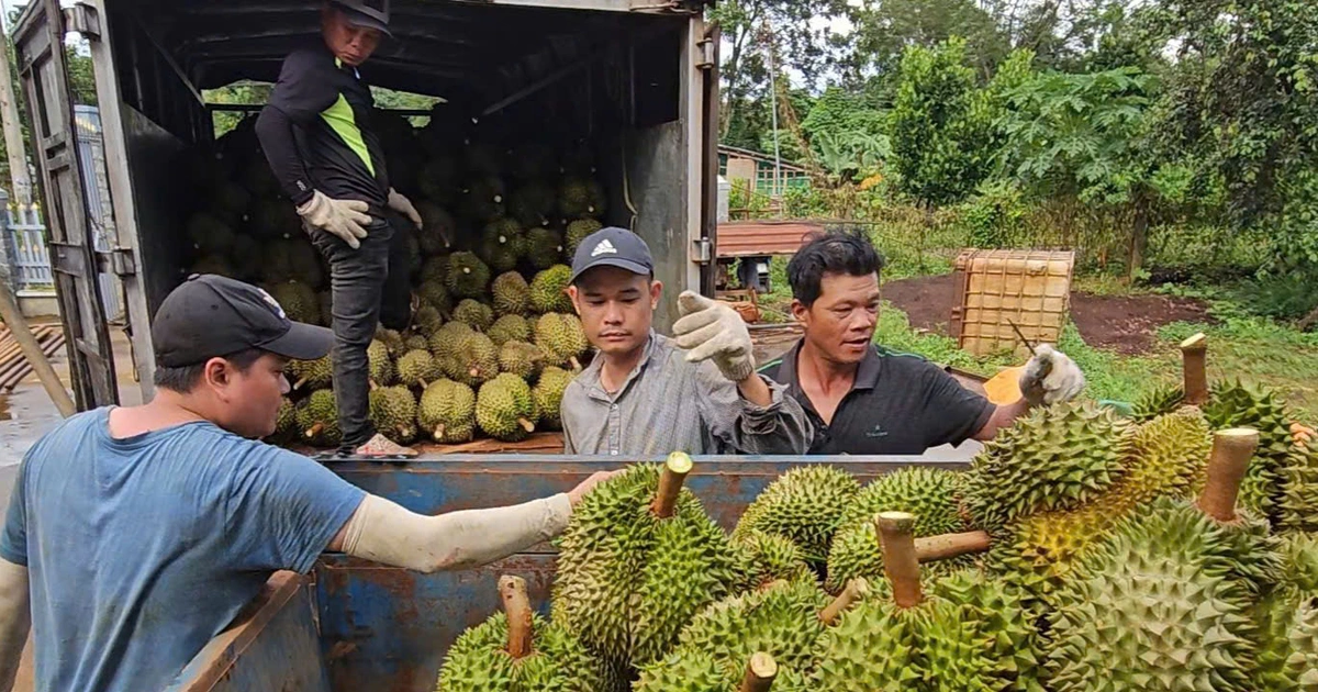 Sầu riêng vẫn là 'vua rau quả', dự báo xuất khẩu sẽ khởi sắc