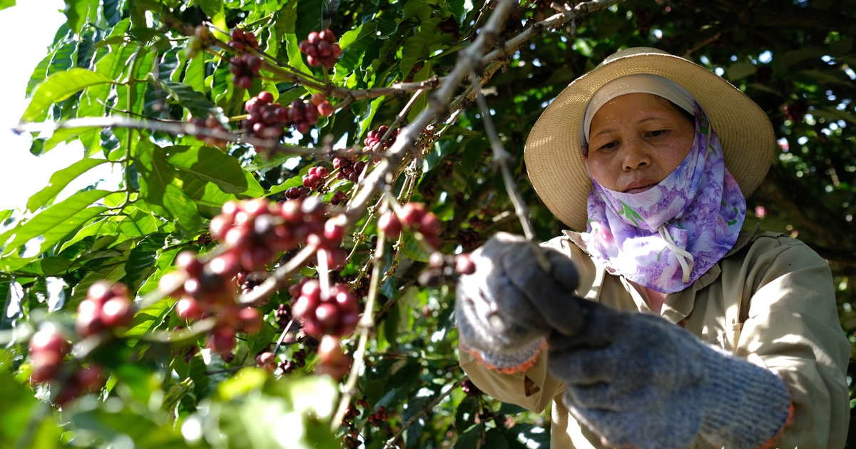 Đưa hạt Robusta Việt từ 'bán theo tấn 'sang 'bán theo ly'