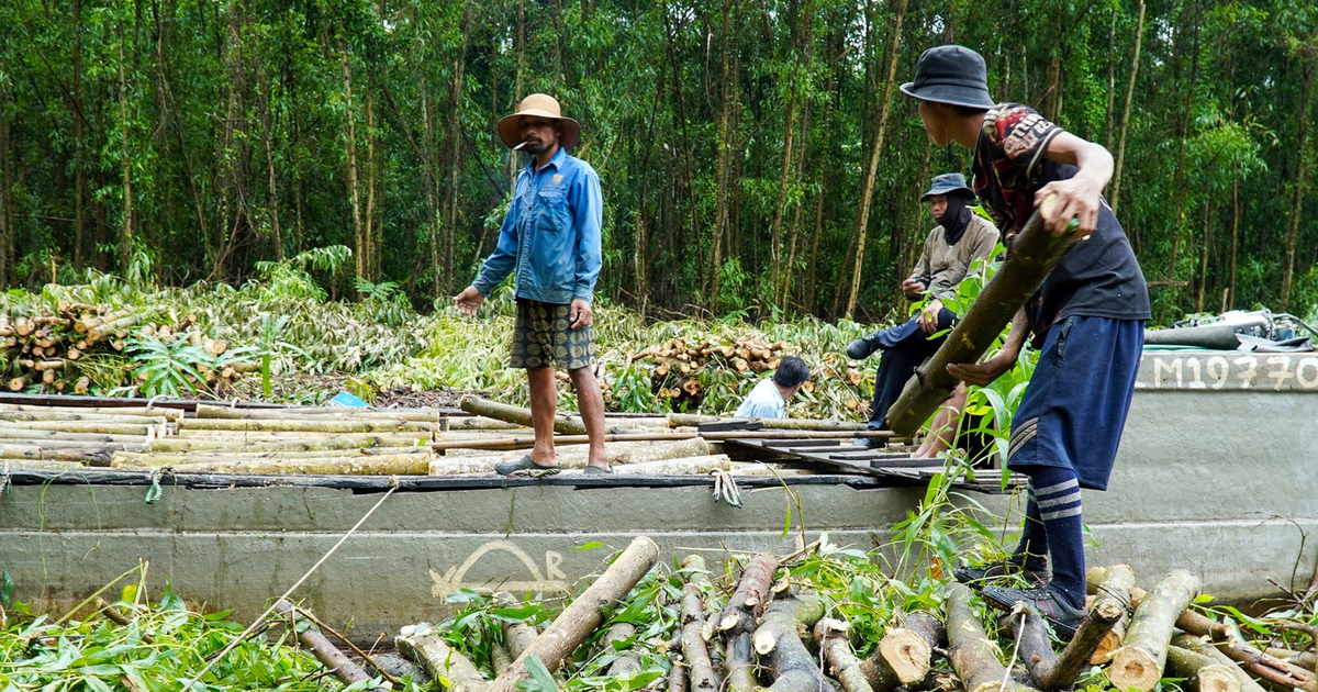Rừng Cà Mau trước cơ hội ‘hóa vàng’ từ cây keo lai