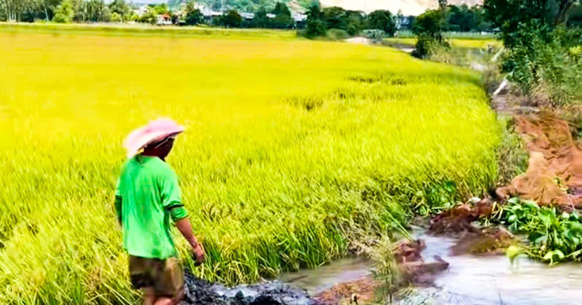 Hơn 1.000ha lúa hè thu 2026 ngoài đê ở An Giang có nguy cơ bị ngập nước