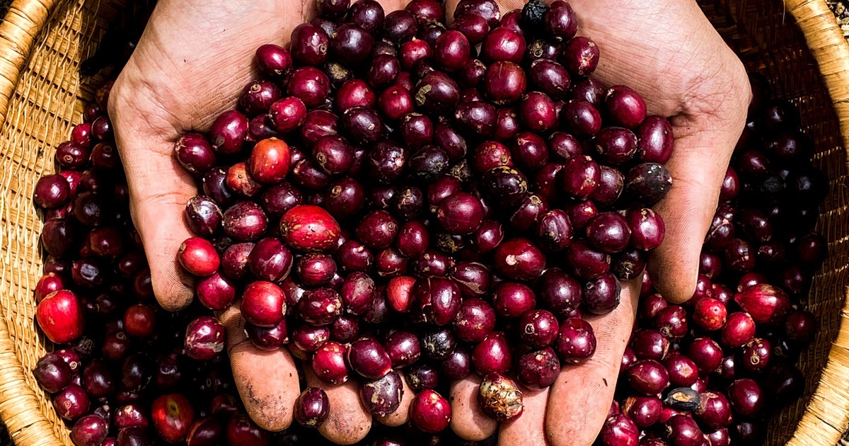 Muốn cà phê Việt bán giá cao, phải bắt đầu từ vùng trồng