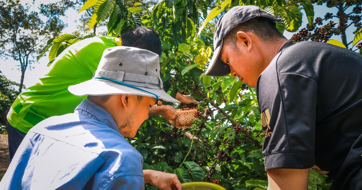 Mời bạn đọc tham gia hội thảo ‘Nâng chất Robusta Việt từ gốc’