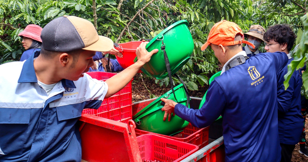 'Nâng chất' Robusta từ gốc: Để hạt cà phê Lâm Đồng được thế giới gọi tên