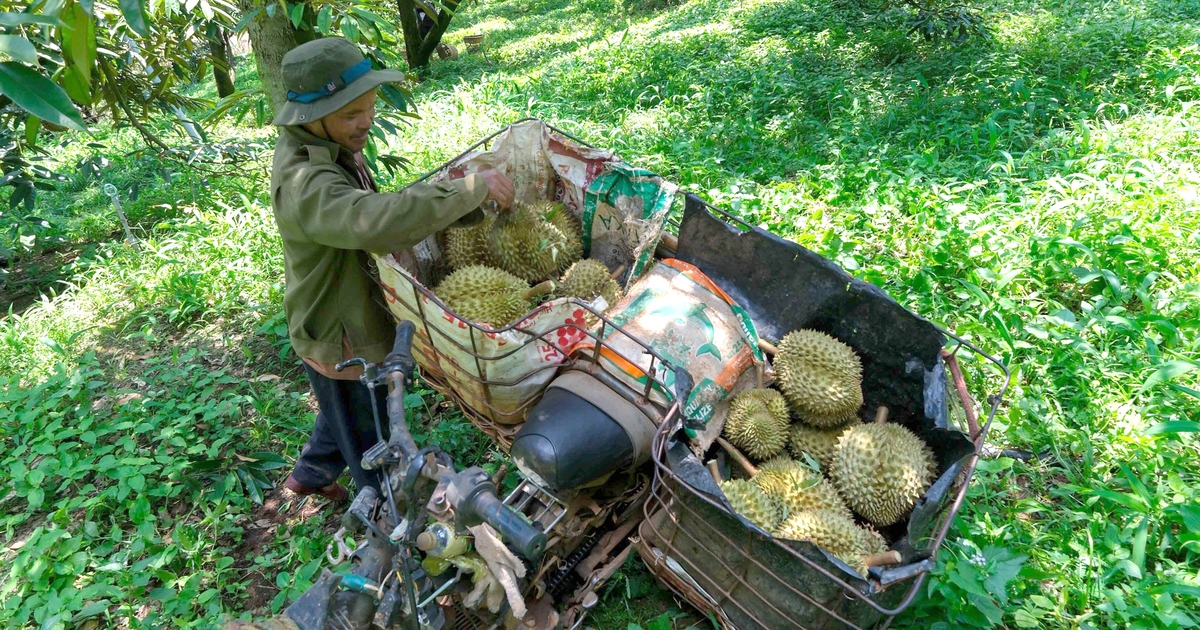 Giá sầu riêng ở thủ phủ Lâm Đồng rớt sâu, nhà vườn lo mất lãi