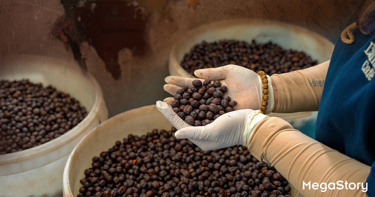 Robusta Việt Nam: Từ nguyên liệu pha trộn đến vị thế dẫn đầu thế giới