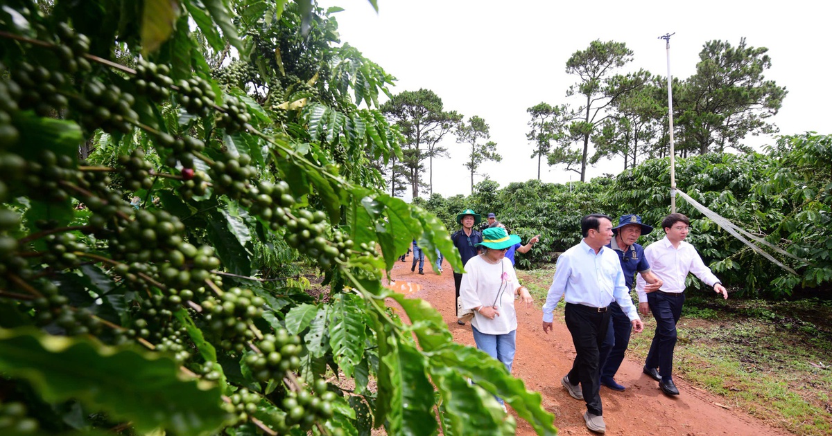 Gặp người đưa 110 héc ta Robusta bước vào cuộc chơi chất lượng cao