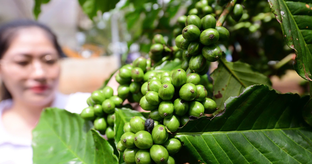 Thăm trang trại cà phê Robusta trĩu quả tại Lâm Đồng