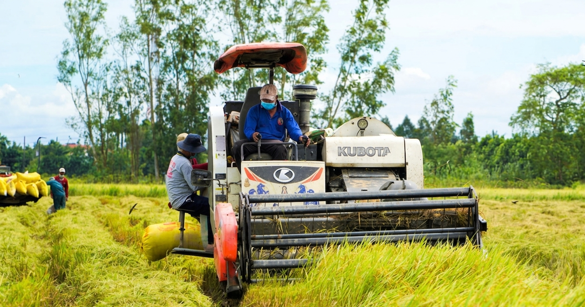 Hỗ trợ thu hoạch lúa An Giang tránh ngập úng do triều cường và mưa lũ năm 2026