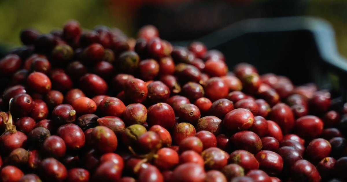 Nâng chất Robusta Việt từ gốc