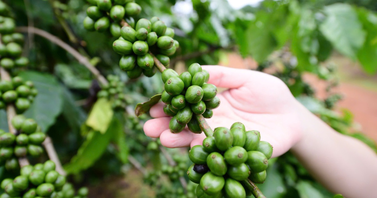 Giữa hội thảo tỉ đô về cà phê, một nông dân xin nói về... đất trồng