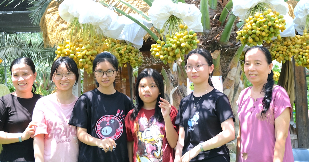 Rủ nhau tham quan miễn phí vườn chà là trĩu trái vùng biên giới Đồng Tháp