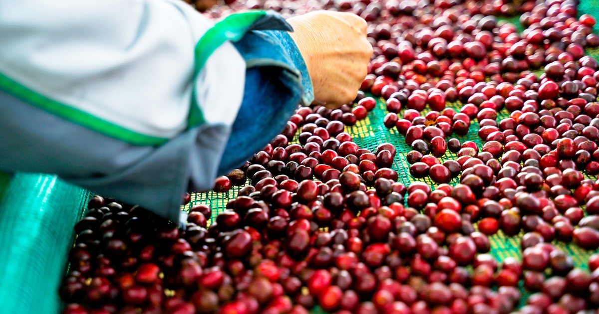 Có đúng khi nói Robusta Việt Nam là chỉ để 'độn'?