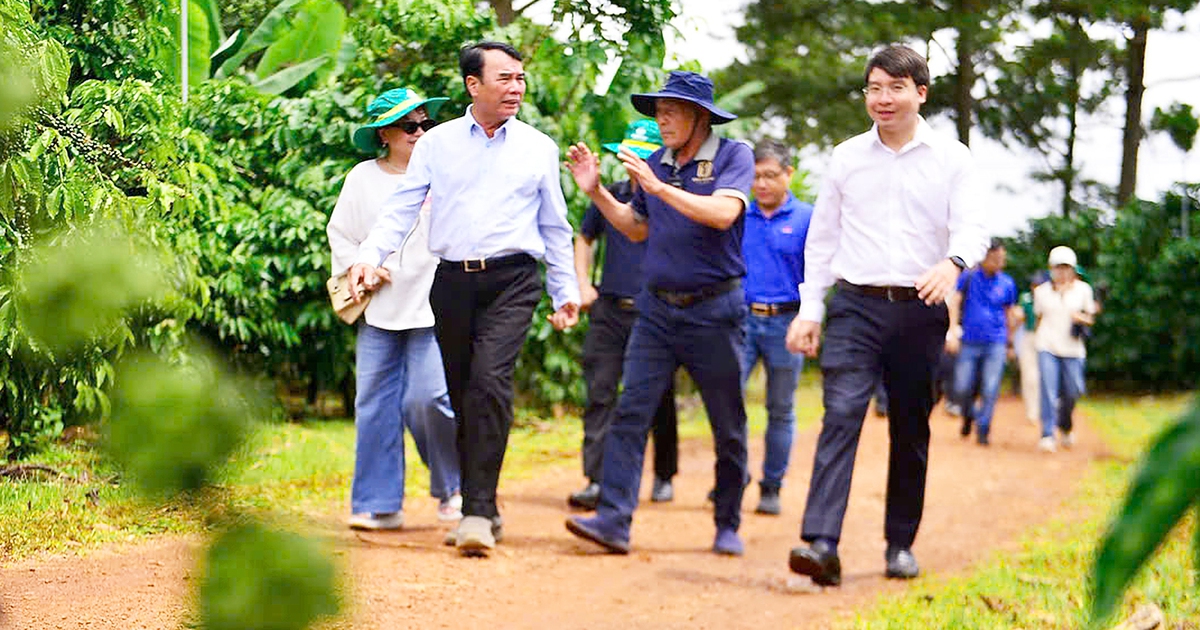 Thăm vườn cà phê Robusta chất lượng cao điển hình của Lâm Đồng