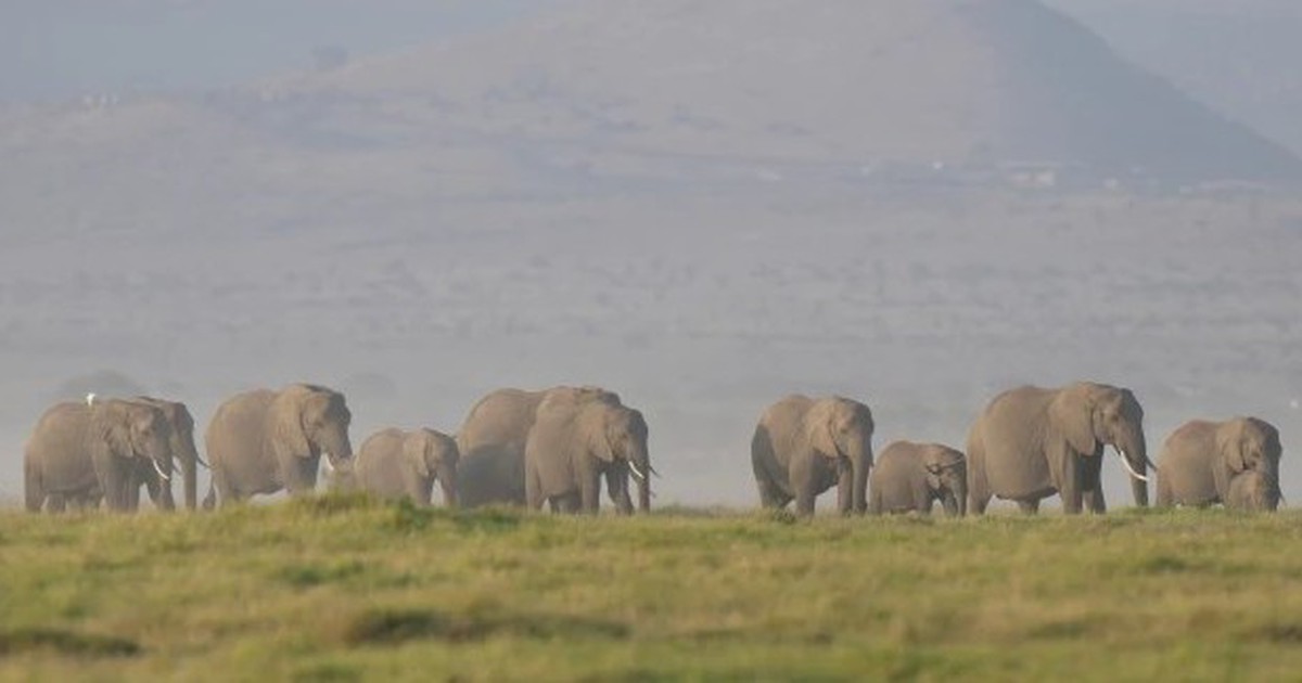 Kenya lúng túng vì 15 con voi chết bí ẩn trong thời gian ngắn
