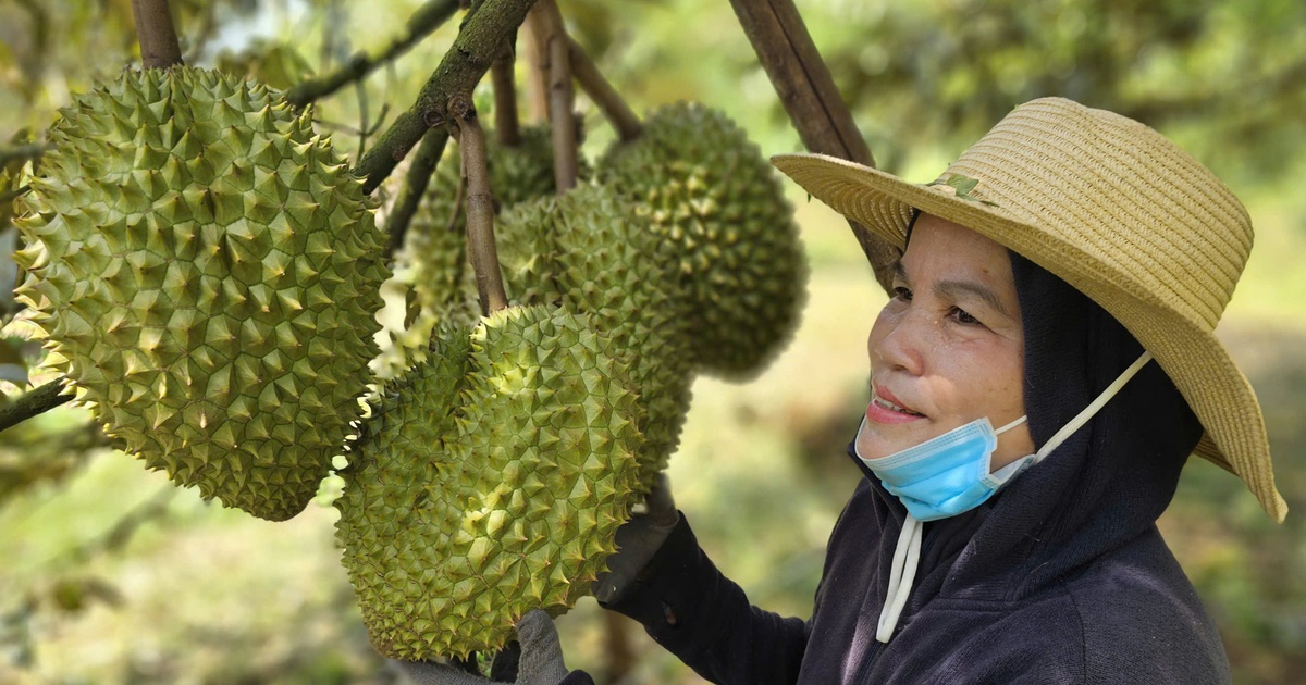 Chính phủ ban hành nghị quyết đơn giản hóa thủ tục cấp mã số vùng trồng, gỡ khó cho nông sản, sầu riêng xuất khẩu