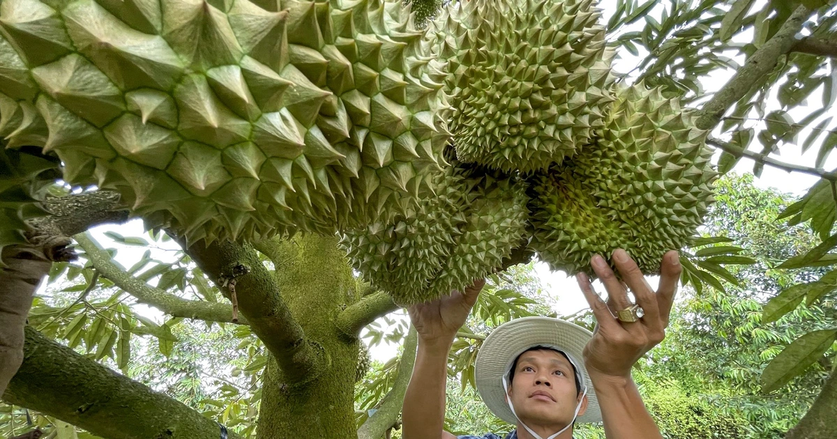 Quy trình cấp mã vùng trồng, giấy kiểm nghiệm sầu riêng xuất khẩu sang Trung Quốc thế nào?