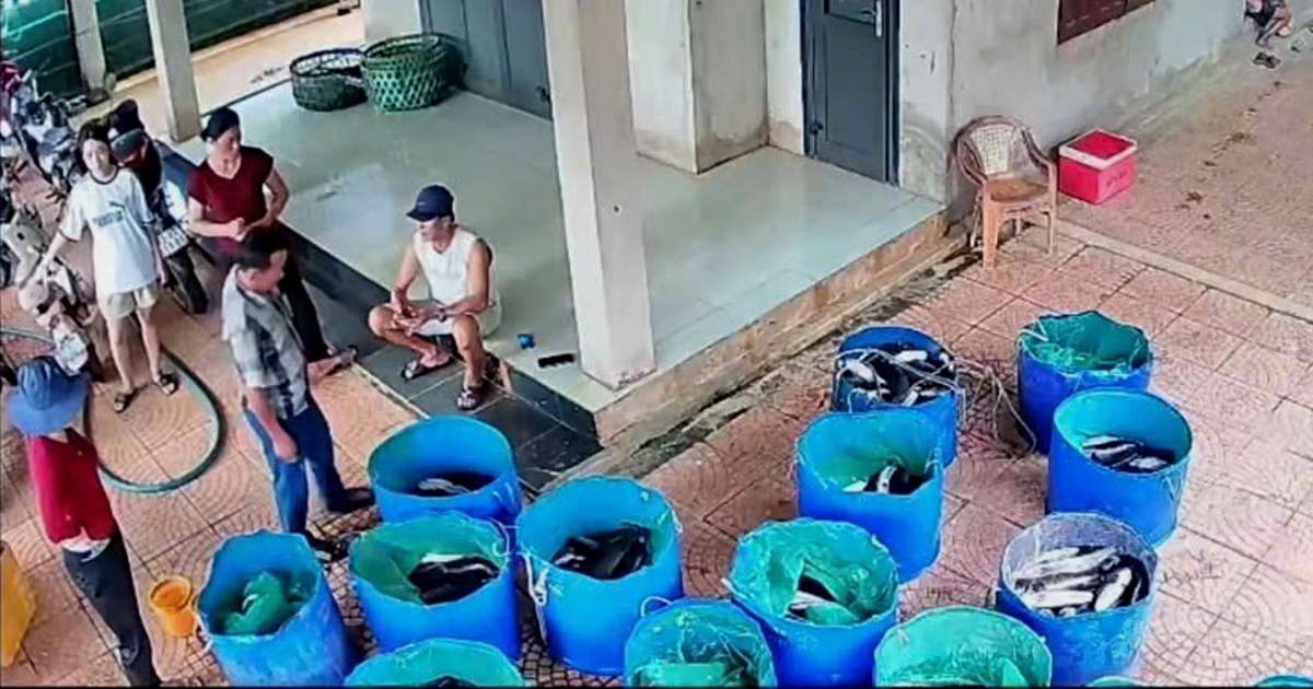 Hồ cá lóc hơn 3 tấn bị sét đánh, hàng xóm vừa mua ủng hộ vừa lên mạng rao giúp