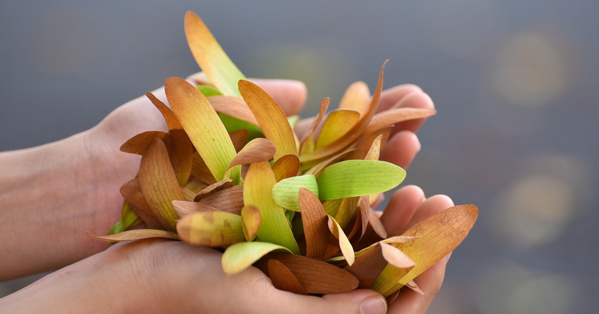Cuộc gặp tình cờ dưới tán chò nâu bay