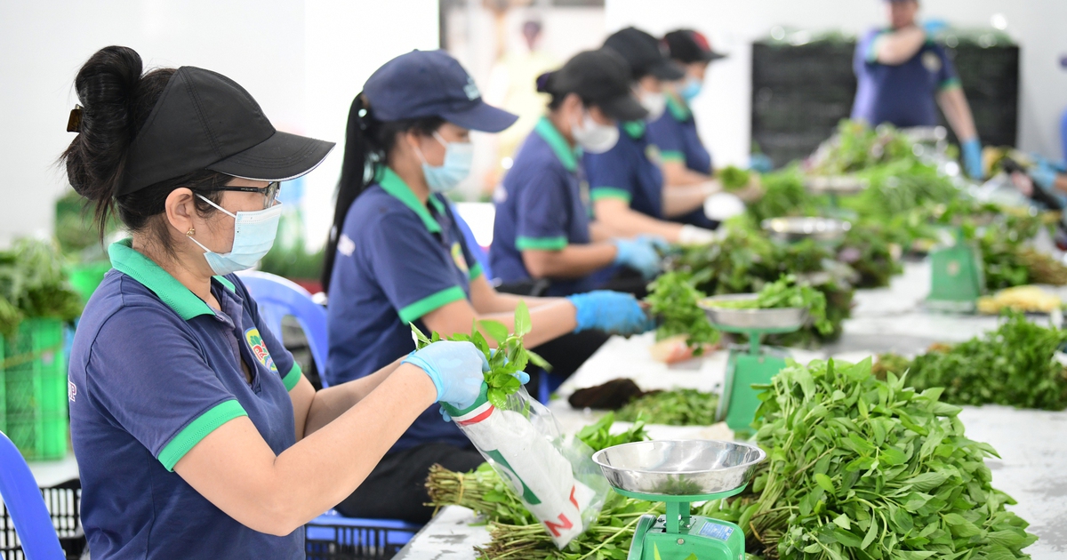 Nông nghiệp tương lai từ những Hợp tác xã 'nghĩ lớn'