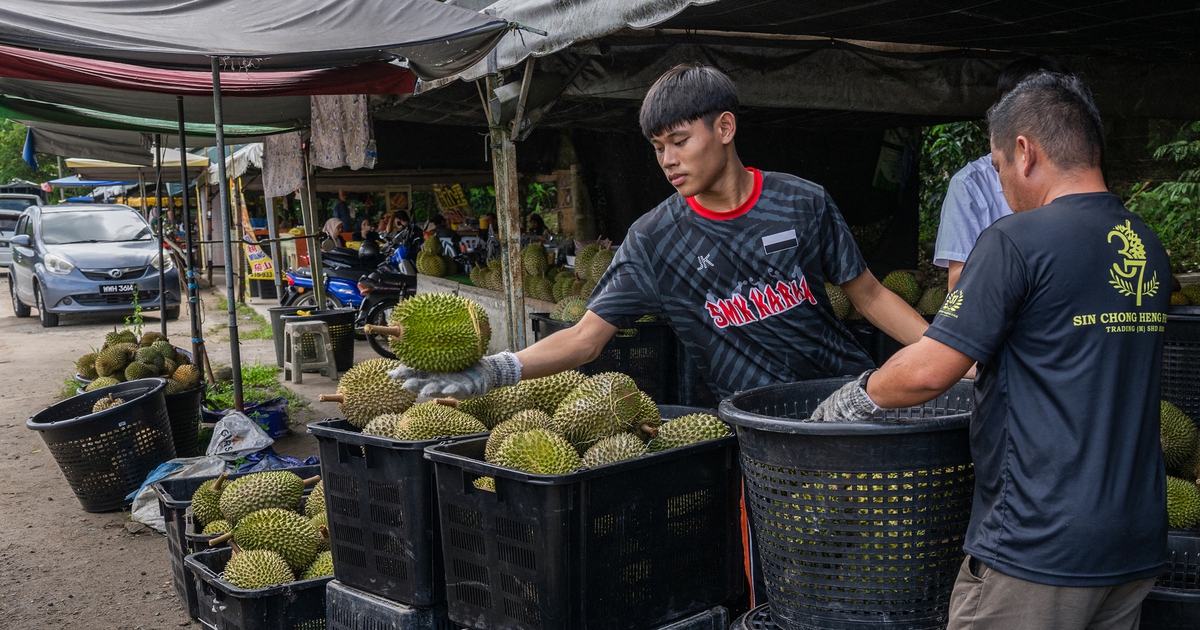 Sầu riêng rớt giá mạnh, Thủ tướng Malaysia hứa nhờ Trung Quốc giải cứu giúp