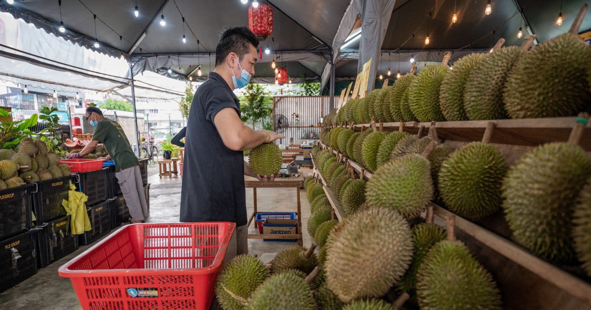 Sầu riêng thu hút cử tri Malaysia về quê đi bầu
