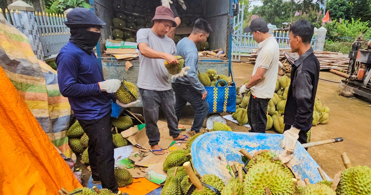 Giá sầu riêng 'xuống đáy': Do thị trường Trung Quốc hay lỗi tại chúng ta?