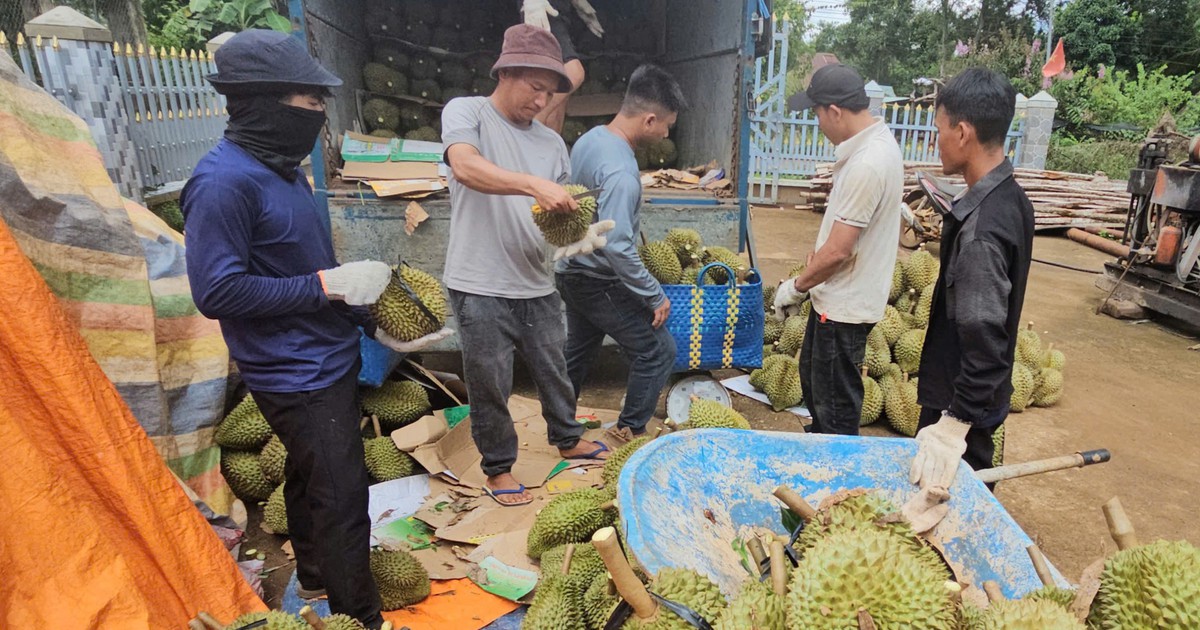 Giá sầu riêng 'xuống đáy': do thị trường Trung Quốc hay lỗi tại chúng ta?