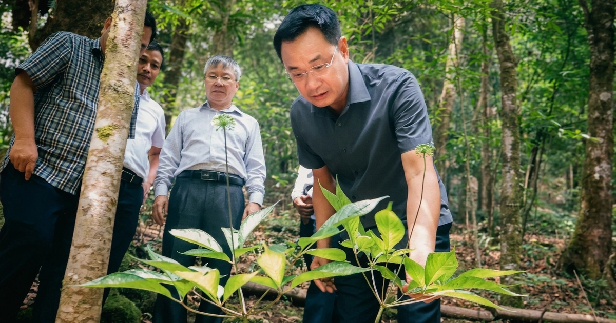 Chợ sâm Ngọc Linh bán hằng tháng ở chợ đêm gần cầu Rồng