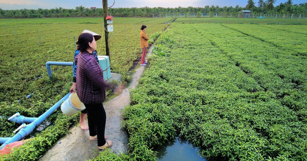 Chưa rõ nguyên nhân hoa màu ở Đồng Tháp chết bất thường hàng loạt