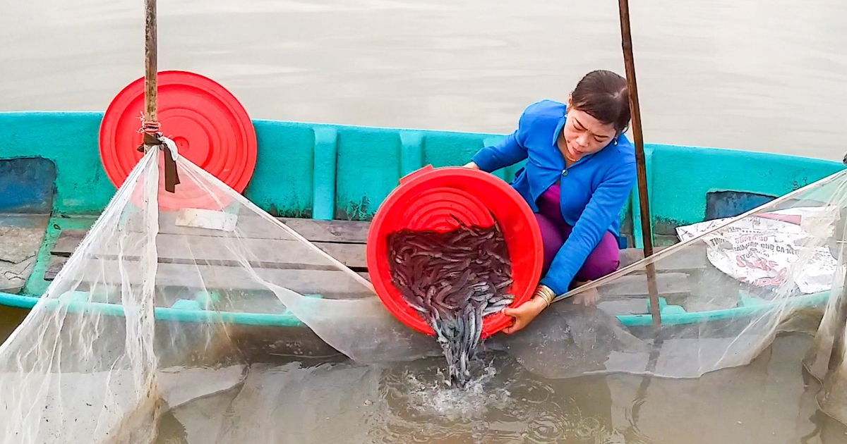 Giá cá kèo tăng gấp rưỡi, nông dân Cà Mau tất bật thả con giống