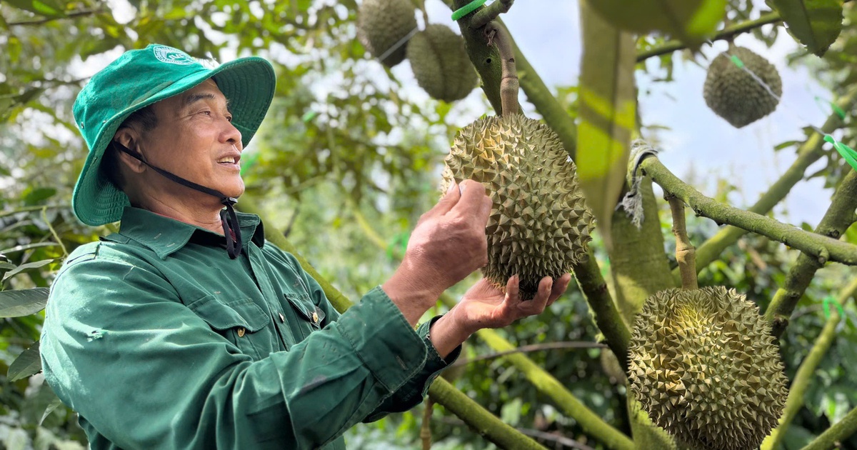 Phó thủ tướng giao Bộ Công an điều tra, xử lý gian lận mã số vùng trồng nông sản