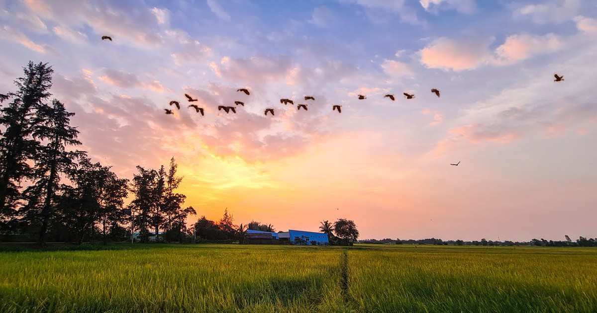 TP.HCM sắp vào 'mùa vàng' đẹp ngỡ ngàng, một tọa độ sống ảo giới trẻ yêu thích