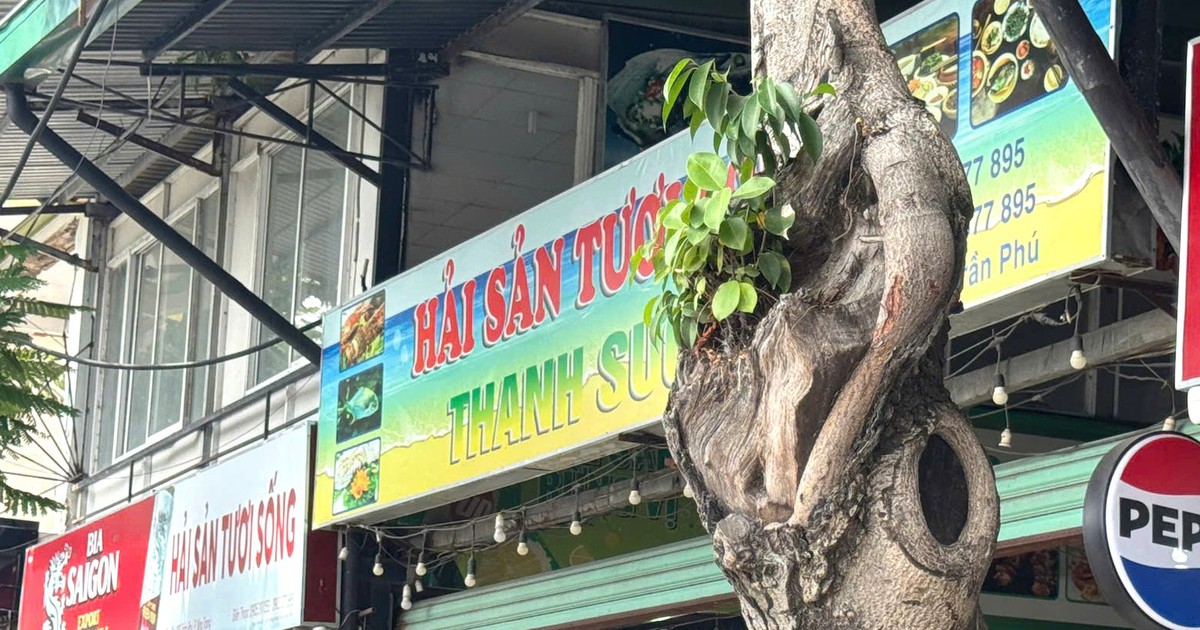 Đầu bếp không áo chế biến món ăn, quán hải sản từng bị phạt ở Nha Trang lại bị phạt