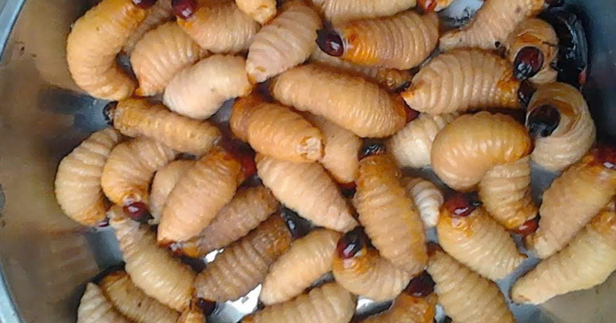 Ngăn chặn việc nuôi, phát tán đuông dừa
