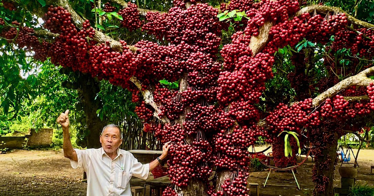 Cây đỏ trăm năm tuổi ở điểm check-in được tôn vinh thành cây di sản
