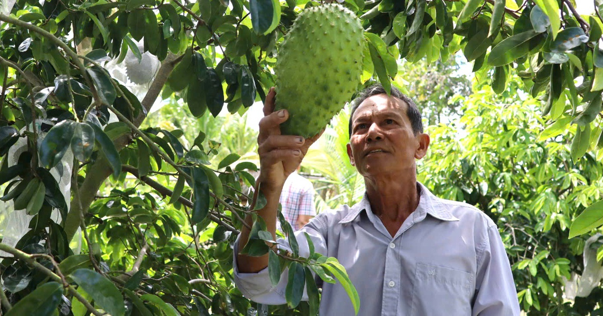 Loại cây chịu hạn, mặn giúp nông dân Cần Thơ 'hái ra tiền'