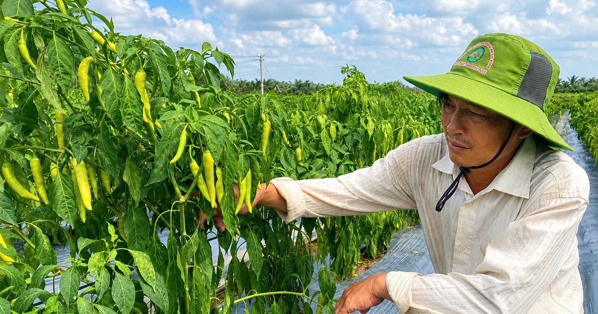 Chỉ cần trồng 10 công ớt, nông dân miền Tây ‘bỏ túi’ trên 500 triệu