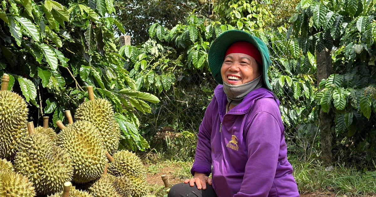 90% kim ngạch xuất khẩu sầu riêng đang tới Trung Quốc, kỳ vọng thị trường đa dạng hơn
