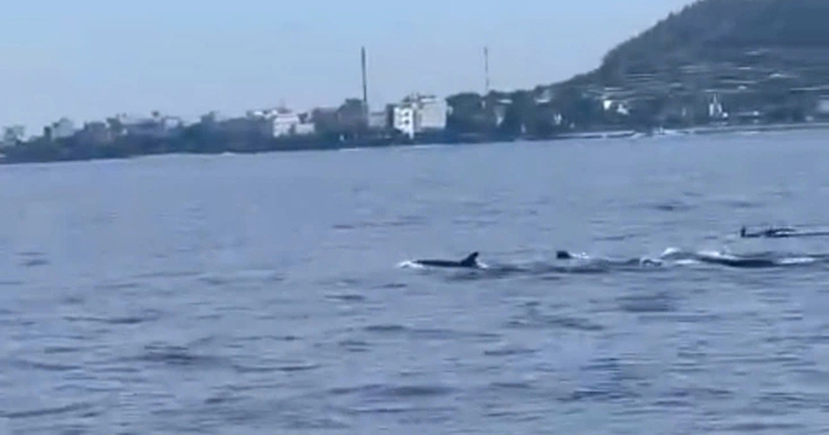 Pod of more than 10 dolphins spotted off Vietnam's Ly Son Island