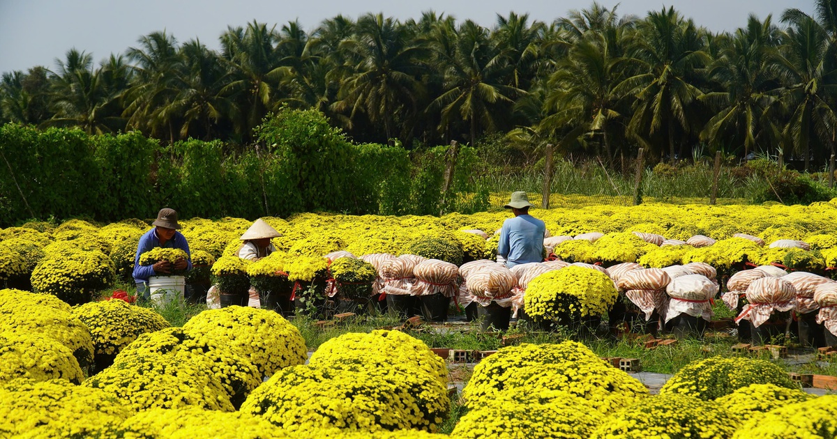 Xã đầu tiên ở Vĩnh Long thí điểm 'xã thương mại điện tử' đưa cây giống, hoa kiểng lên TikTok Shop