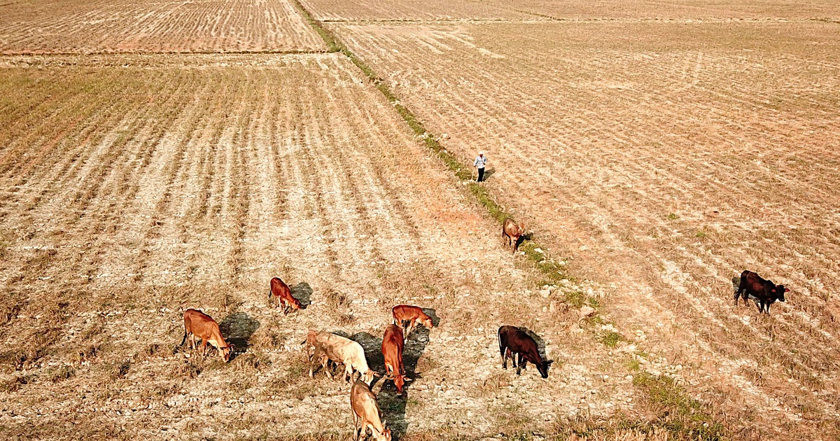 Vietnam told to prepare for high-risk scenario as El Nino strengthens
