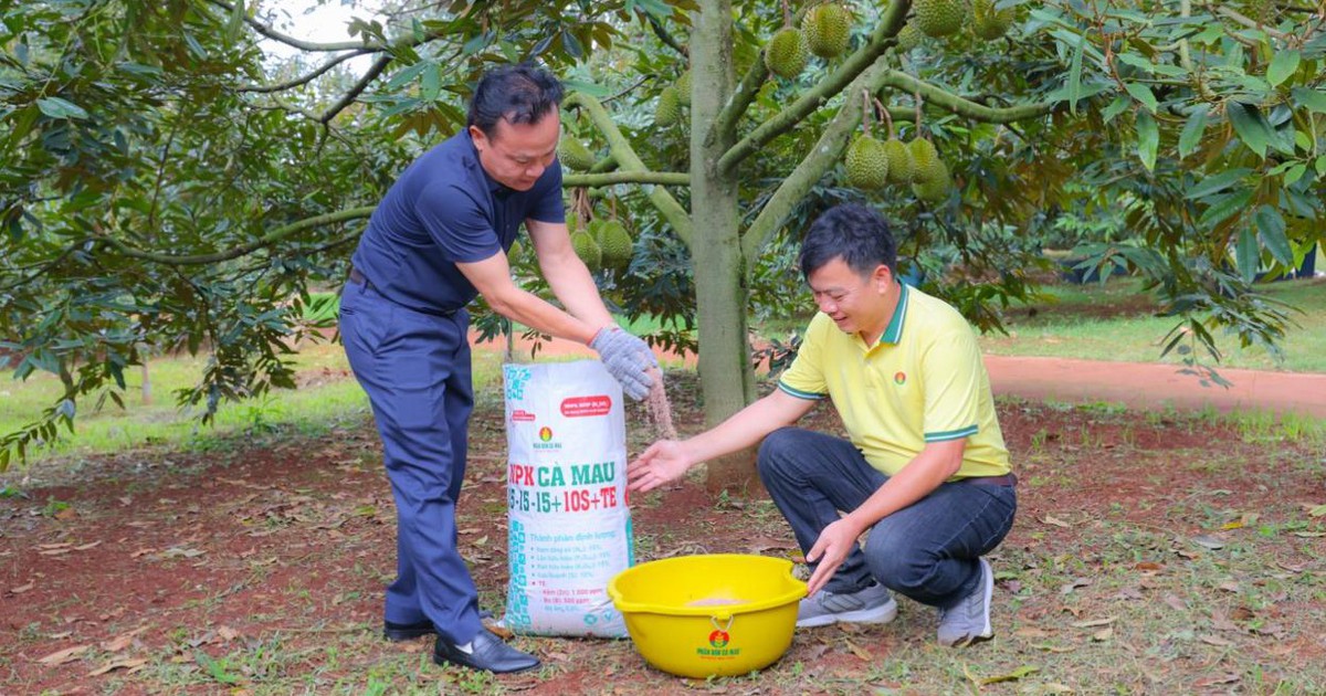 Mô hình chăm sóc sầu riêng hiệu quả cao tại Krông Pắk