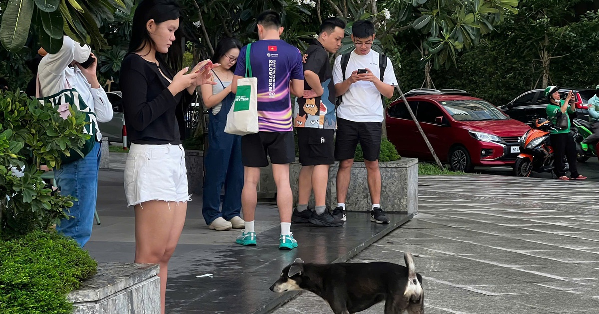 Mức phạt từ 1-2 triệu đồng, chó thả rông không rọ mõm vẫn nhởn nhơ nơi công cộng