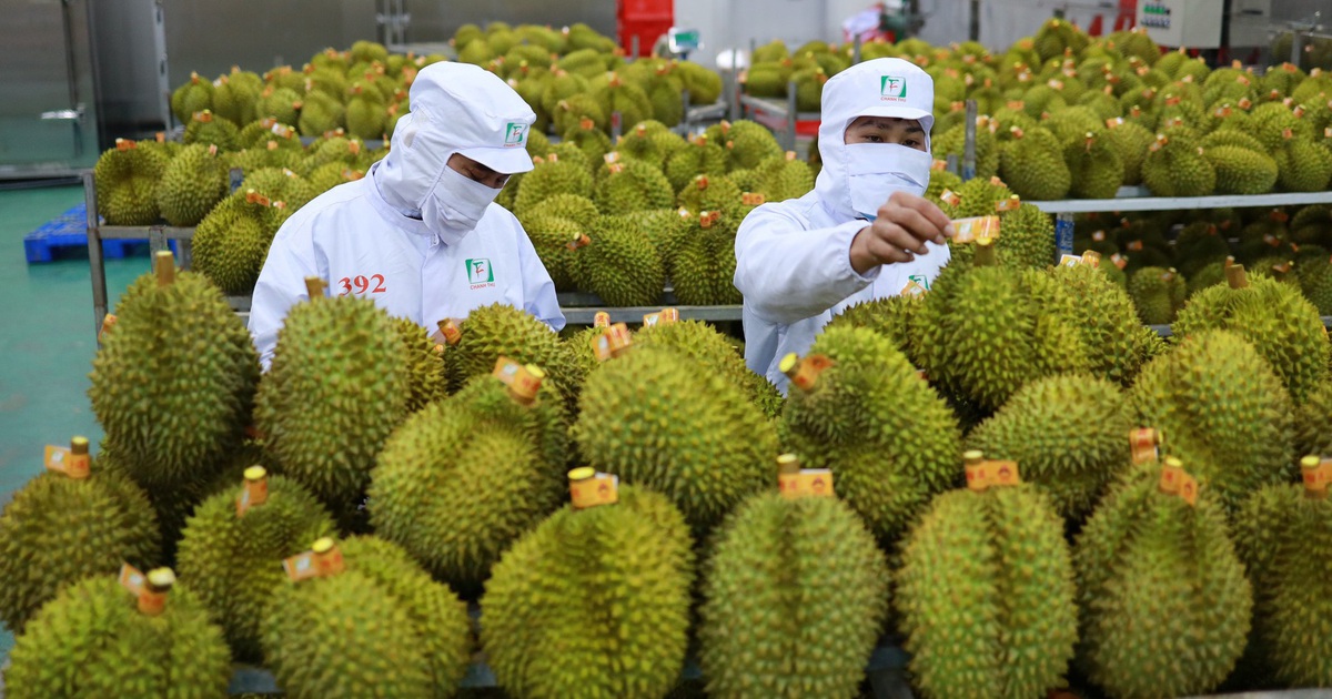 Điểm đáng lưu ý về thời gian cấp mã vùng trồng sầu riêng xuất khẩu sang Trung Quốc