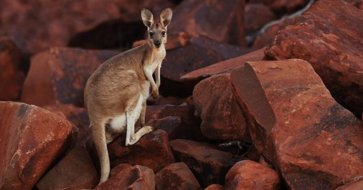 Thịt kangaroo Úc sắp đến Việt Nam, có thể chế biến món gì cho ngon?