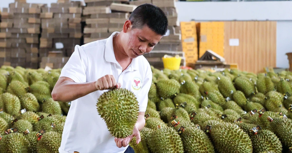 Trung Quốc phê duyệt thêm gần 600 mã số vùng trồng và cơ sở đóng gói sầu riêng