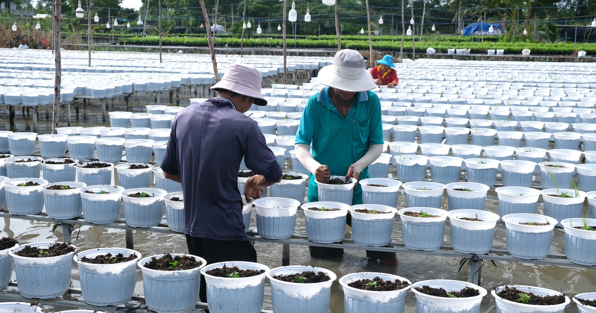 Làng hoa Sa Đéc giảm 20% lượng cúc mâm xôi truyền thống vụ hoa Tết