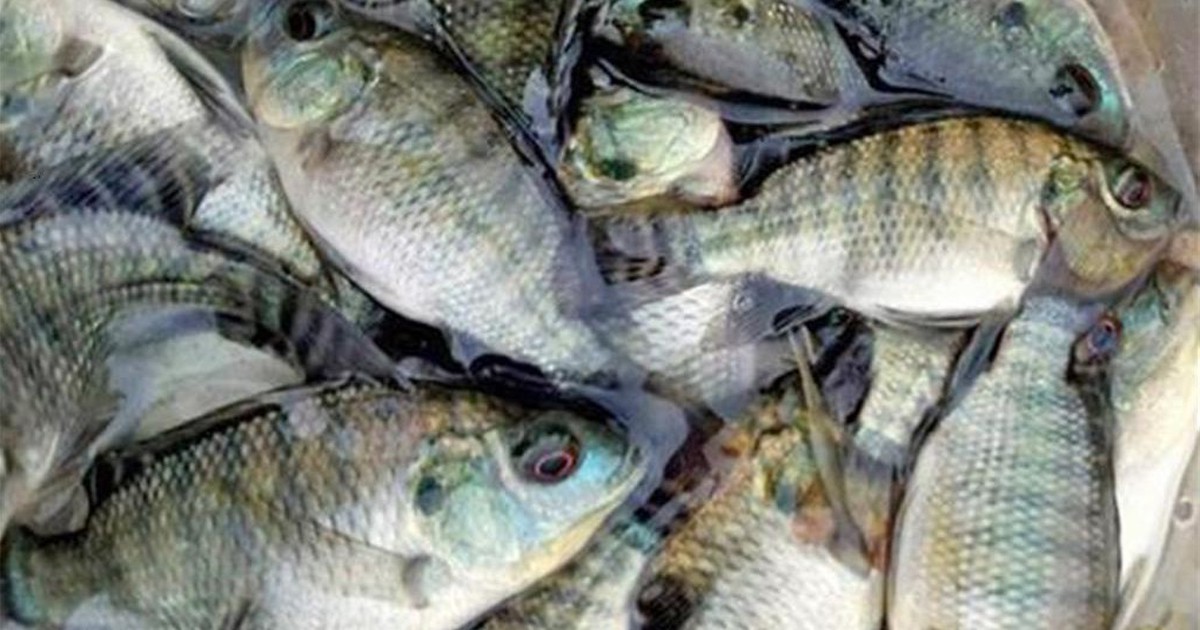 Cá rô phi Việt Nam: người Nhật chuộng làm sashimi, Brazil tăng lượng nhập khủng