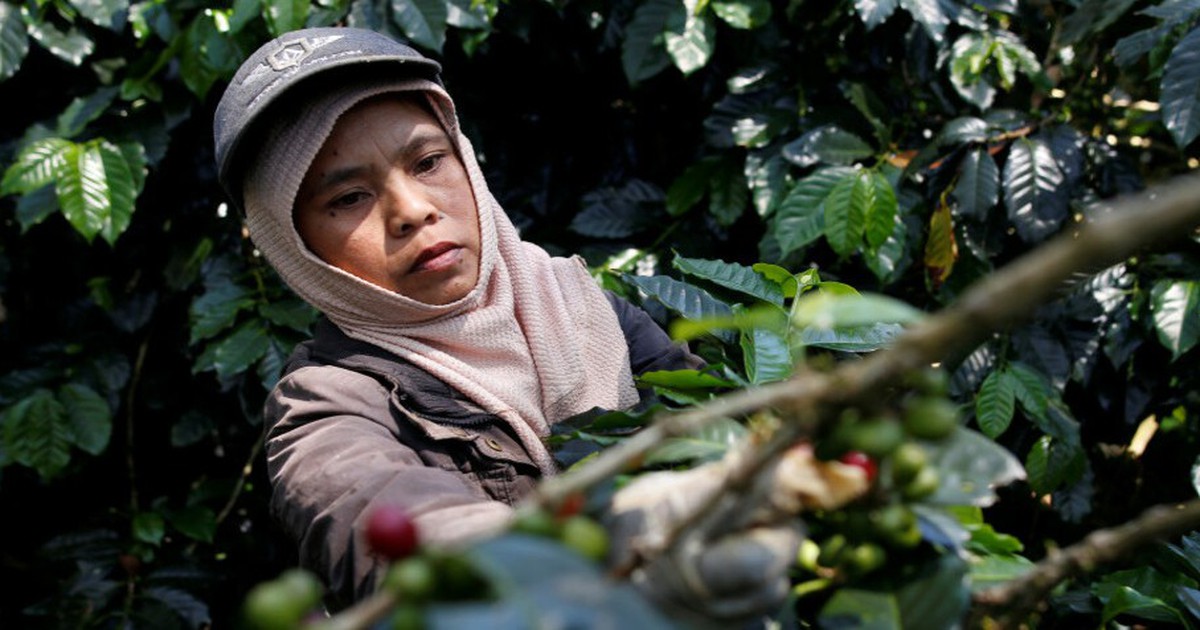 Nông dân Indonesia thoát nghèo bằng hạt cà phê đặc sản