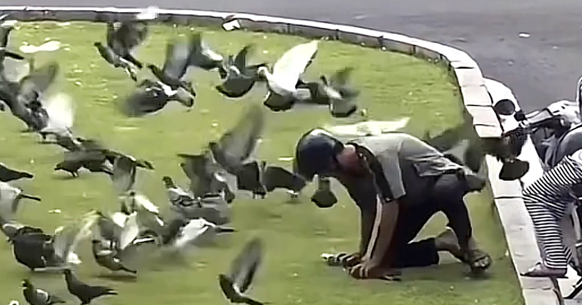 Young man filmed catching pigeons in downtown Ho Chi Minh City, sparking outrage